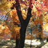 京都の紅葉　南禅寺